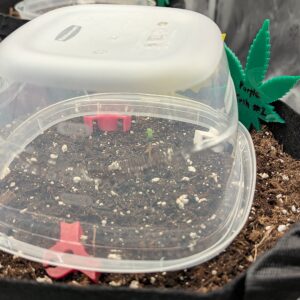 Purple Kush - Germination Week - 0