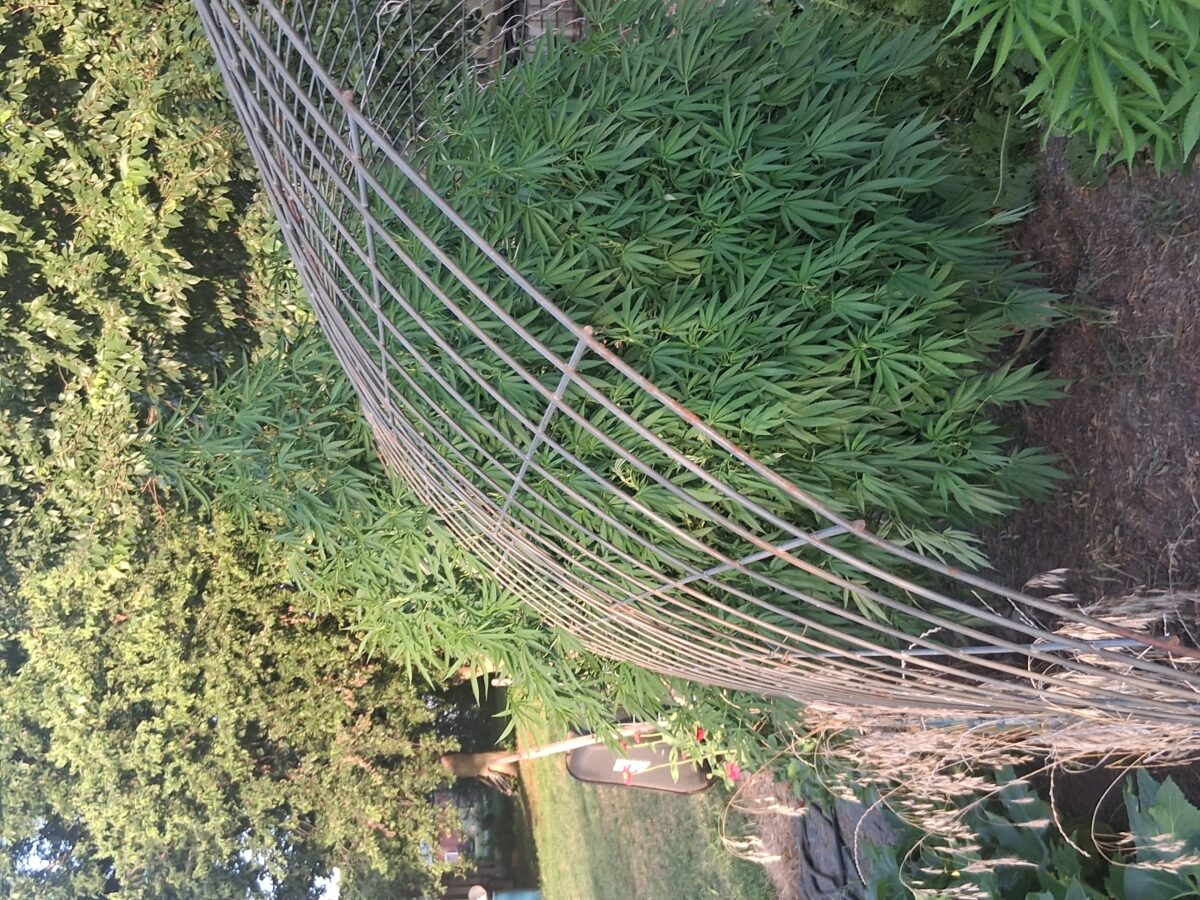 bbs-grow-diaries/week-526087-diary-525895-user-38276-68e8f4bbace26