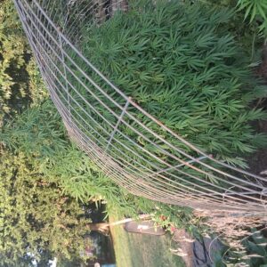 Vegetation Week - 15 - Stoned Panda - 1