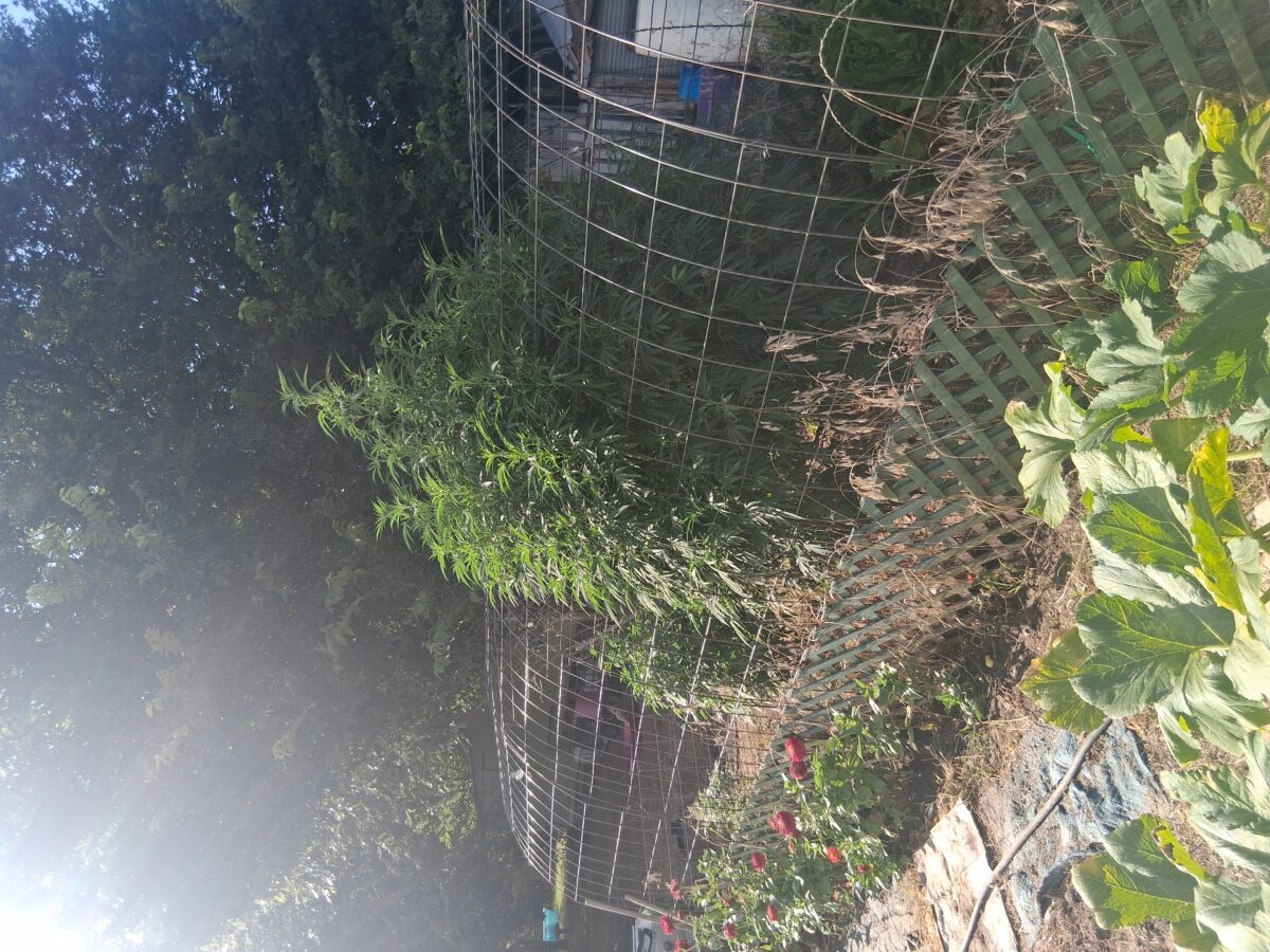 bbs-grow-diaries/week-526087-diary-525895-user-38276-68e8f4bde0521