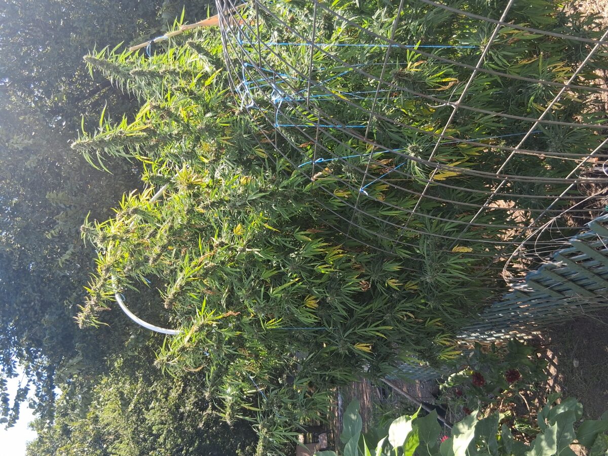 bbs-grow-diaries/week-526384-diary-525895-user-38276-68ecb9667c5a6