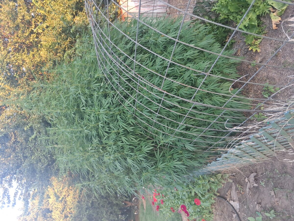 bbs-grow-diaries/week-526384-diary-525895-user-38276-68ecb968dd358