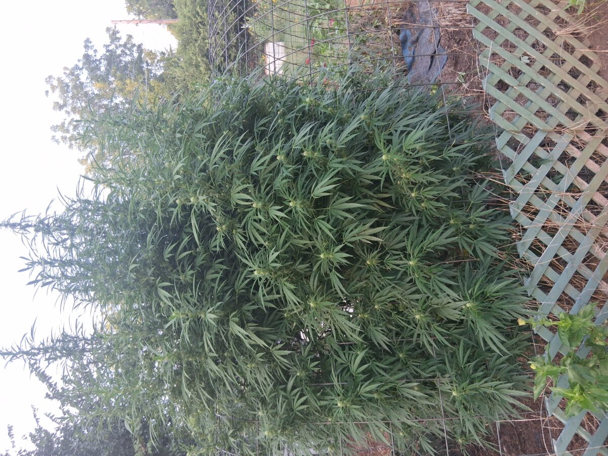 bbs-grow-diaries/week-526384-diary-525895-user-38276-68eed6bf436e8