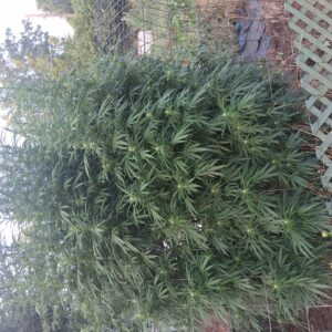 Flowering Week - 18 - Stoned Panda - 4