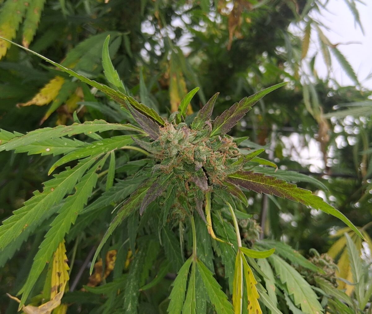 bbs-grow-diaries/week-526512-diary-525895-user-38276-68ee2fcd69461