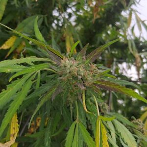 Flowering Week - 20 - Stoned Panda - 1