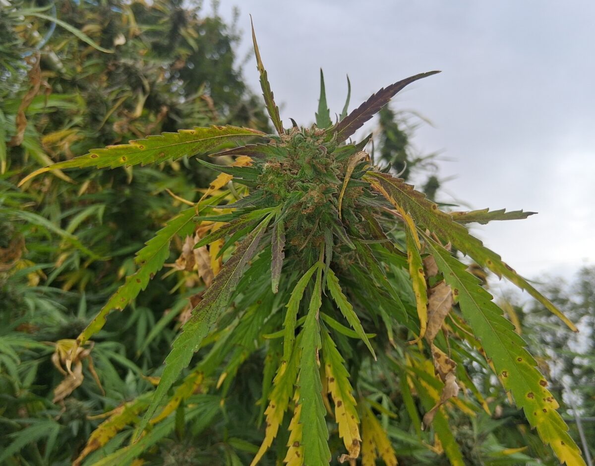 bbs-grow-diaries/week-526512-diary-525895-user-38276-68ee2fcf507fe