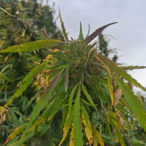 Flowering Week - 20 - Stoned Panda - 2