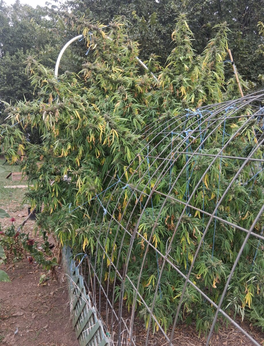 bbs-grow-diaries/week-526512-diary-525895-user-38276-68ee2fd1177ea