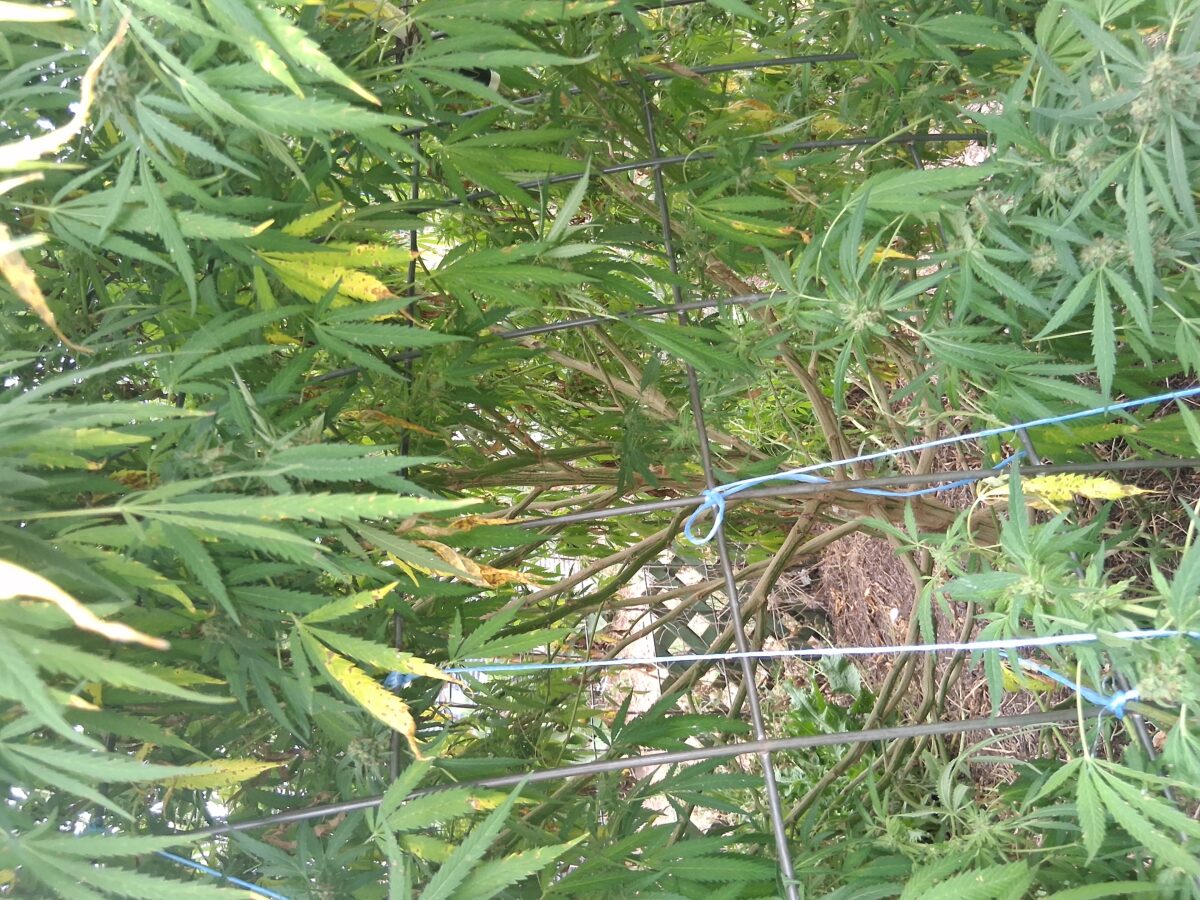 bbs-grow-diaries/week-526512-diary-525895-user-38276-68ee2fd3574e6