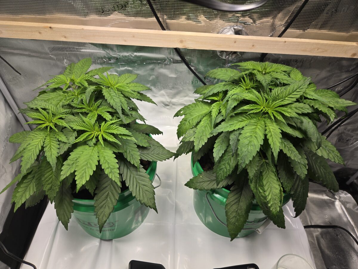 bbs-grow-diaries/week-526935-diary-521013-user-43815-68efa5f02c244