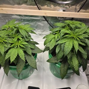 Shiskaberry Cookies - Vegetation Week - 4