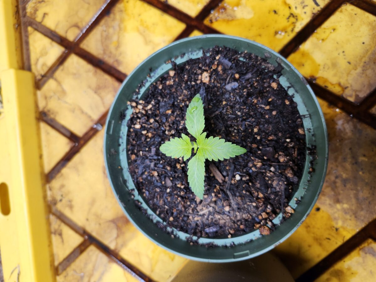 bbs-grow-diaries/week-527184-diary-523549-user-44173-68f10c89c81fd