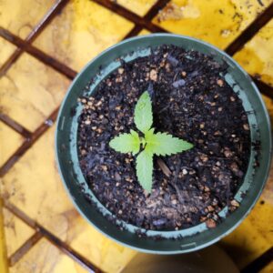 Vegetation Week - 1 - Blueberry - 1