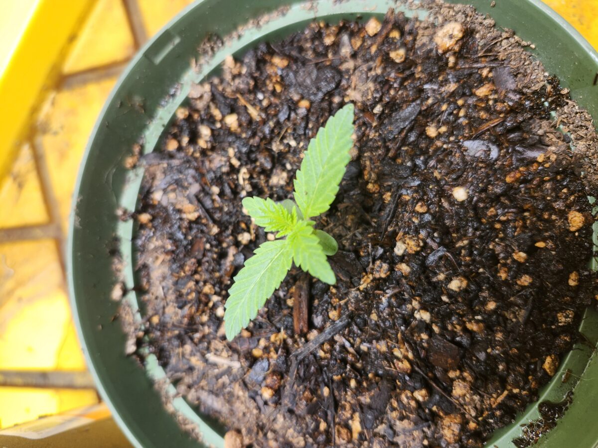 bbs-grow-diaries/week-527184-diary-523549-user-44173-68f10c8beb97d