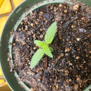 Blueberry - Vegetation Week - 1