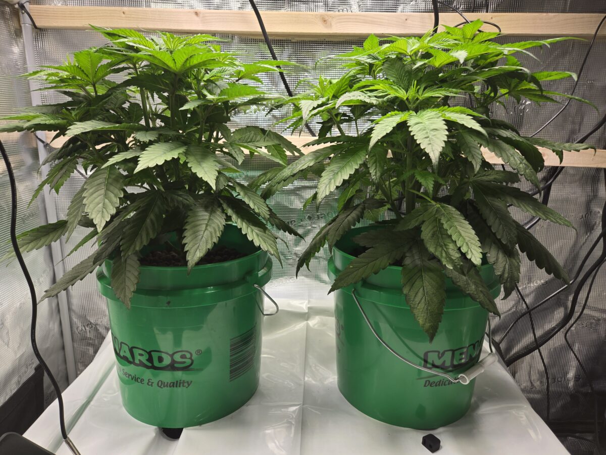 bbs-grow-diaries/week-527463-diary-521013-user-43815-68f27cf6b5090