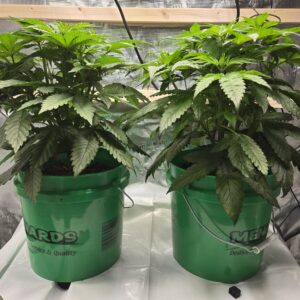 Vegetation Week - 5 - Shiskaberry Cookies - 1