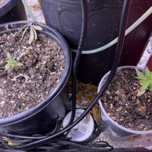 Fat Bastard Auto - Vegetation Week - 2