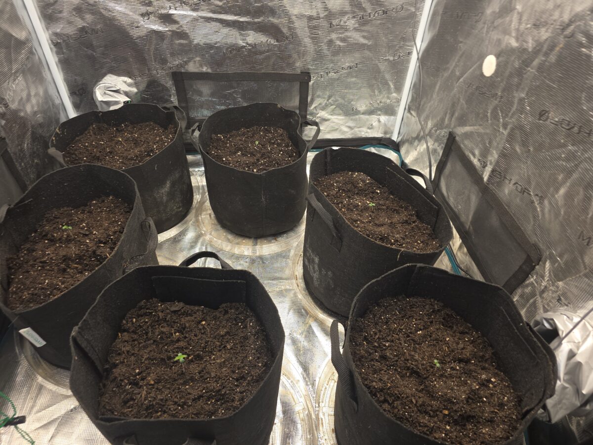 bbs-grow-diaries/week-527519-diary-527518-user-26190-68f39b9ed88e4