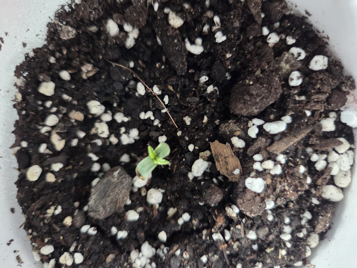 bbs-grow-diaries/week-527522-diary-527521-user-4550-68f3ab616ffdf