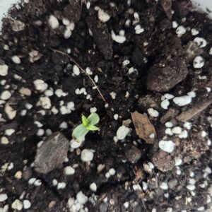 Fat Bastard - Germination Week - 0
