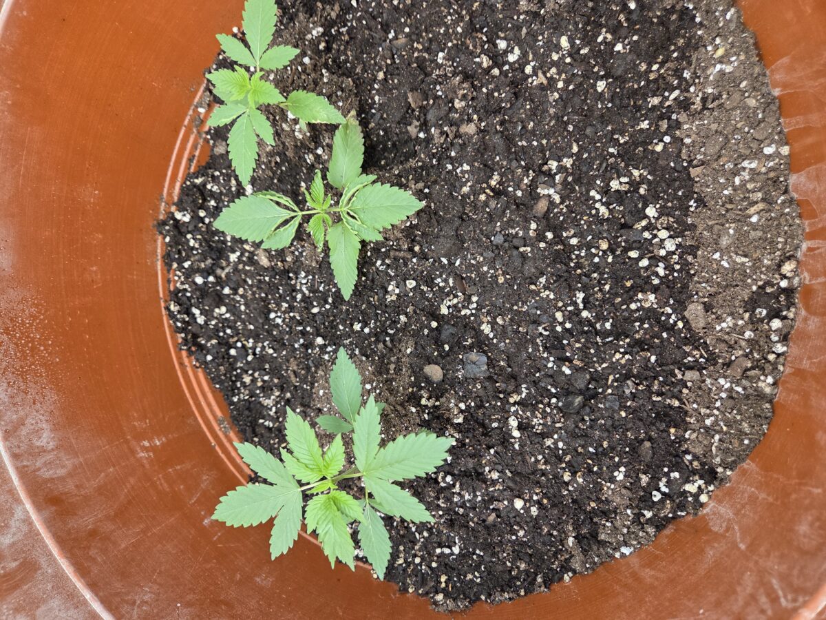 bbs-grow-diaries/week-527522-diary-527521-user-4550-691f5a2bcd375
