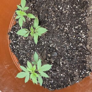 Fat Bastard - Germination Week - 0