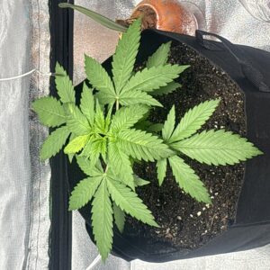 Blue Cheese - Vegetation Week - 2