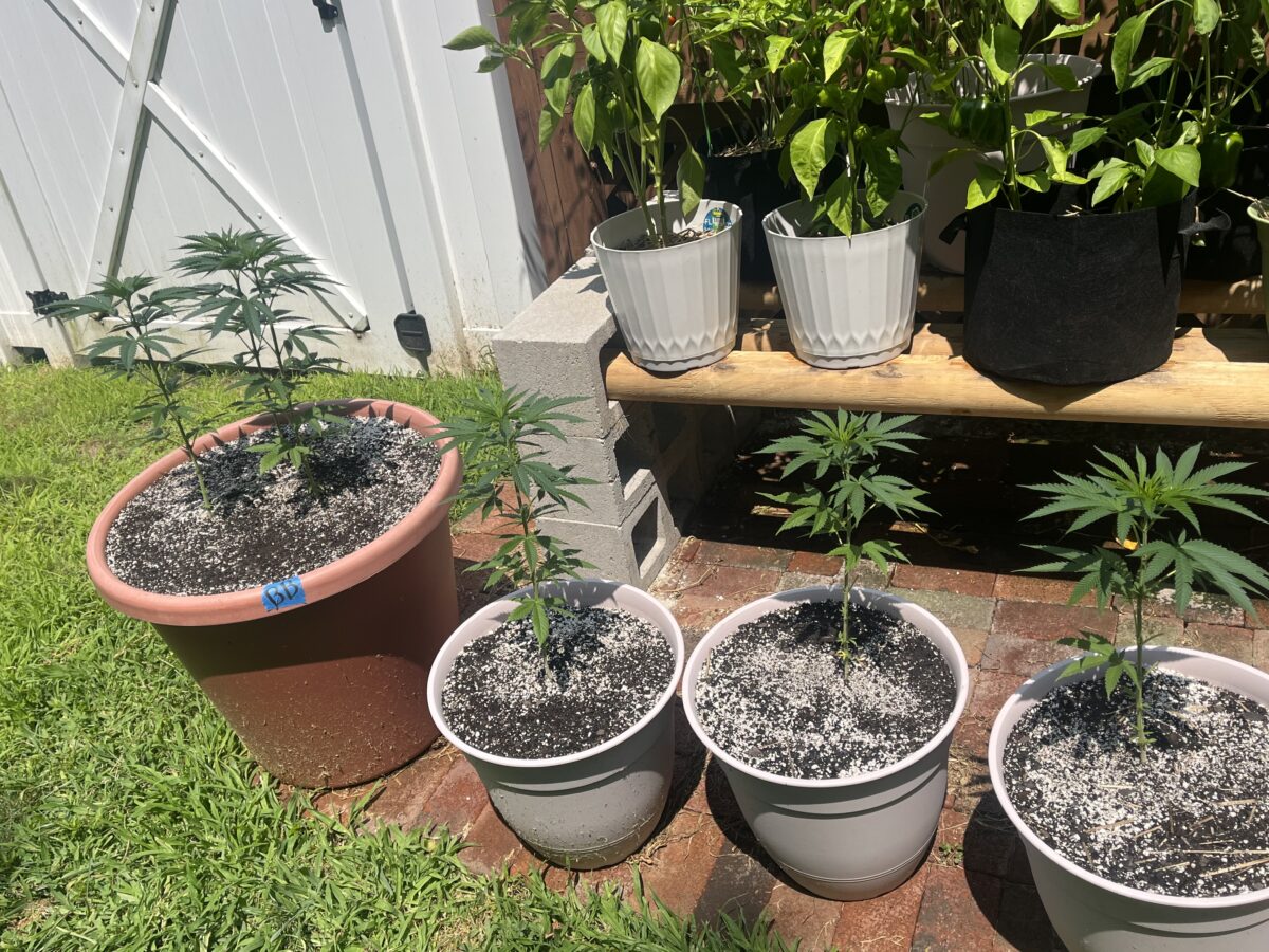 bbs-grow-diaries/week-527612-diary-527611-user-41601-68f5125db27a2