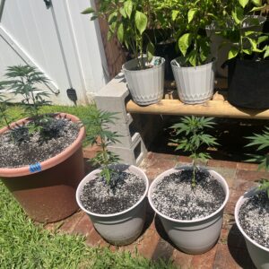 Vegetation Week - 12 - Blue Dream - 1