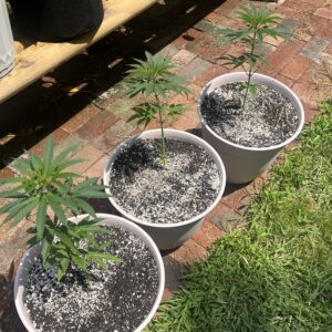 Blue Dream - Vegetation Week - 12