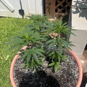 Vegetation Week - 12 - Bruce Banner #3 - 1