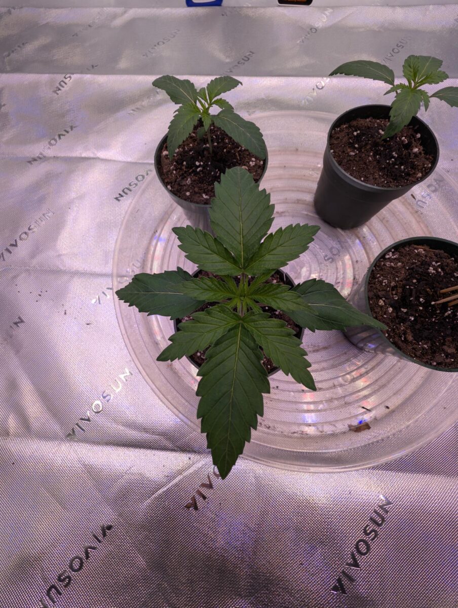 bbs-grow-diaries/week-527979-diary-527977-user-44381-68f692bd0a50e