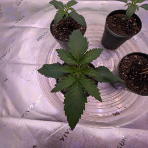 Moonshine Cookies - Vegetation Week - 2