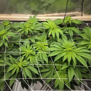 Flowering Week - 6 - Shiskaberry Cookies - 1