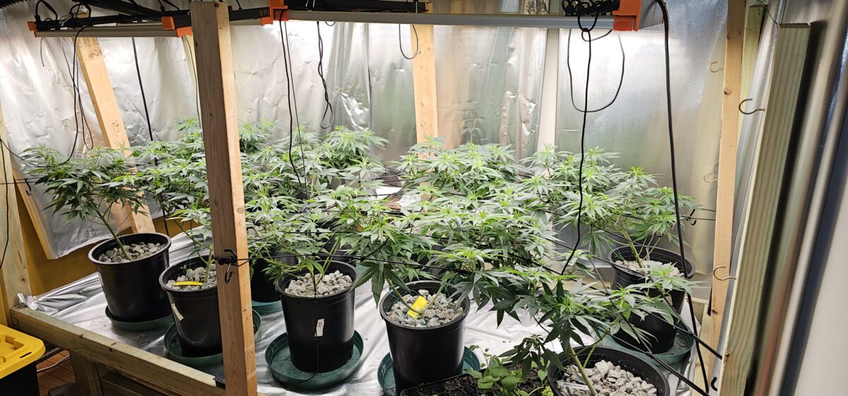 bbs-grow-diaries/week-528414-diary-528413-user-35655-68f967ac59abc