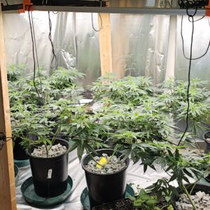 Vegetation Week - 5 - The Toad - 1