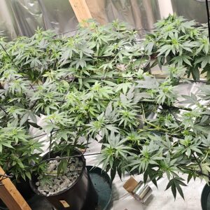 The Toad - Vegetation Week - 5