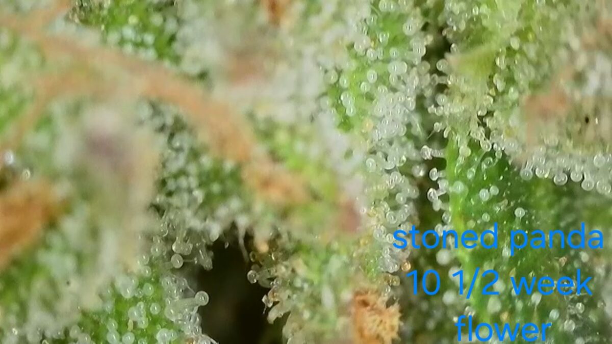 bbs-grow-diaries/week-528422-diary-525895-user-38276-68f96fbad656b