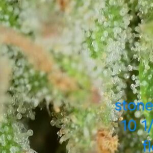Flowering Week - 26 - Stoned Panda - 1
