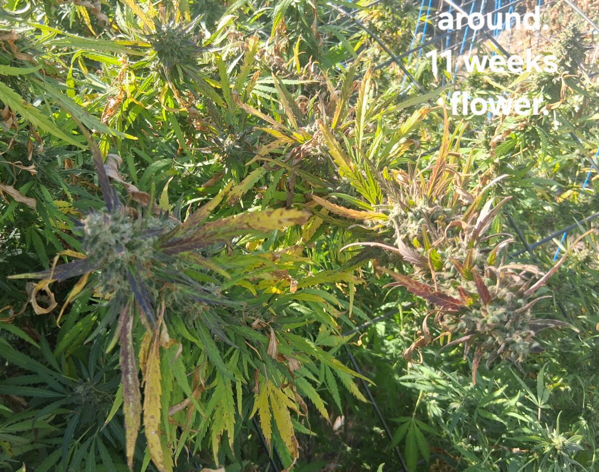 bbs-grow-diaries/week-528422-diary-525895-user-38276-68f96fbc06a79