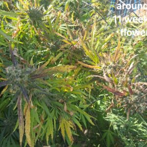 Flowering Week - 26 - Stoned Panda - 2