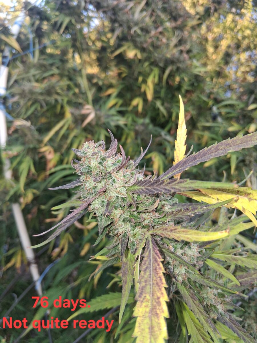 bbs-grow-diaries/week-528422-diary-525895-user-38276-68f96fc15b495