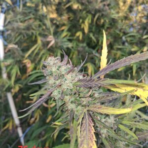 Stoned Panda - Flowering Week - 26