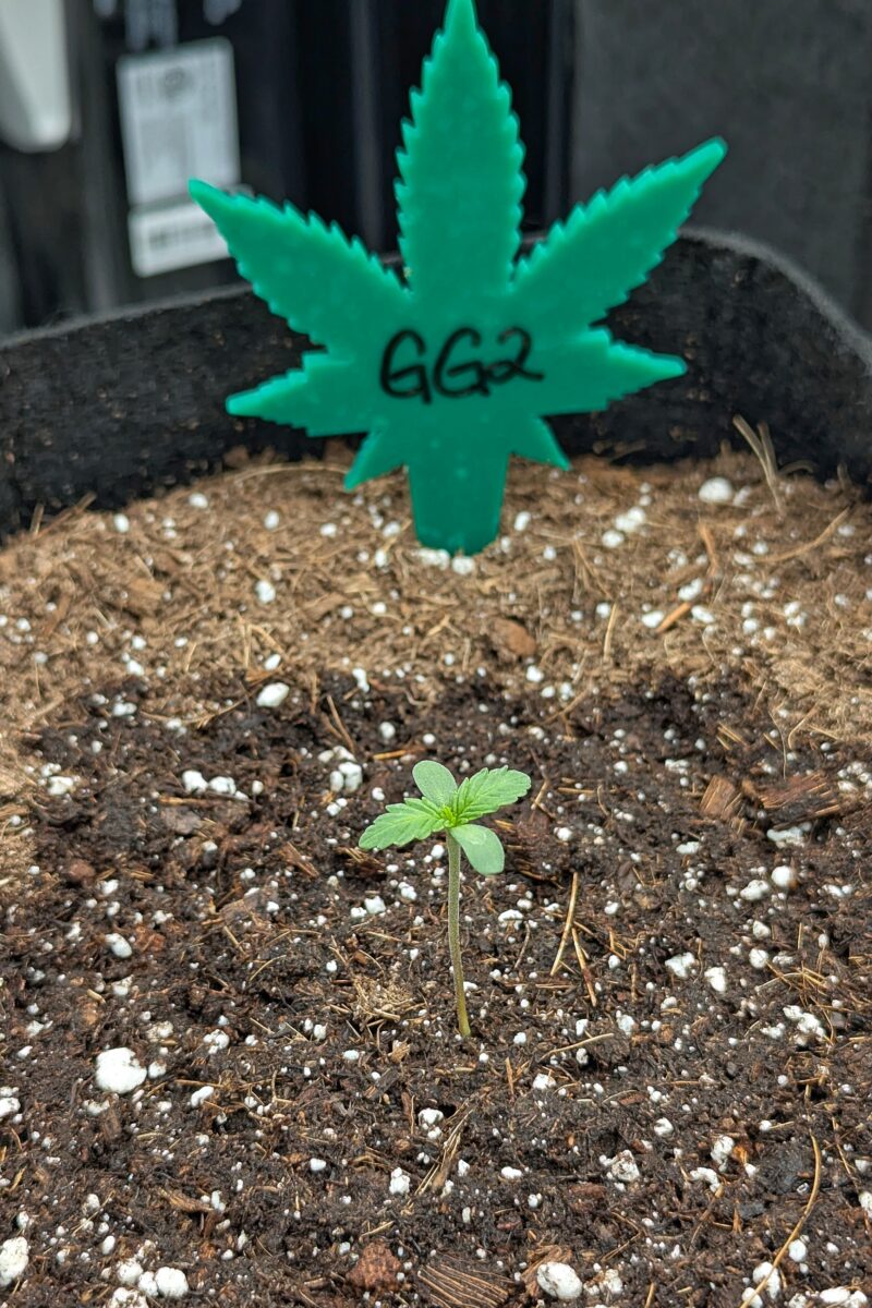 bbs-grow-diaries/week-528521-diary-528437-user-38149-68f9fc2b3ba90