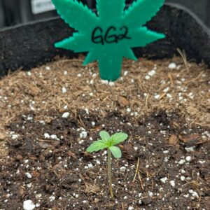 Germination Week - 0 - God’s Gift - 1