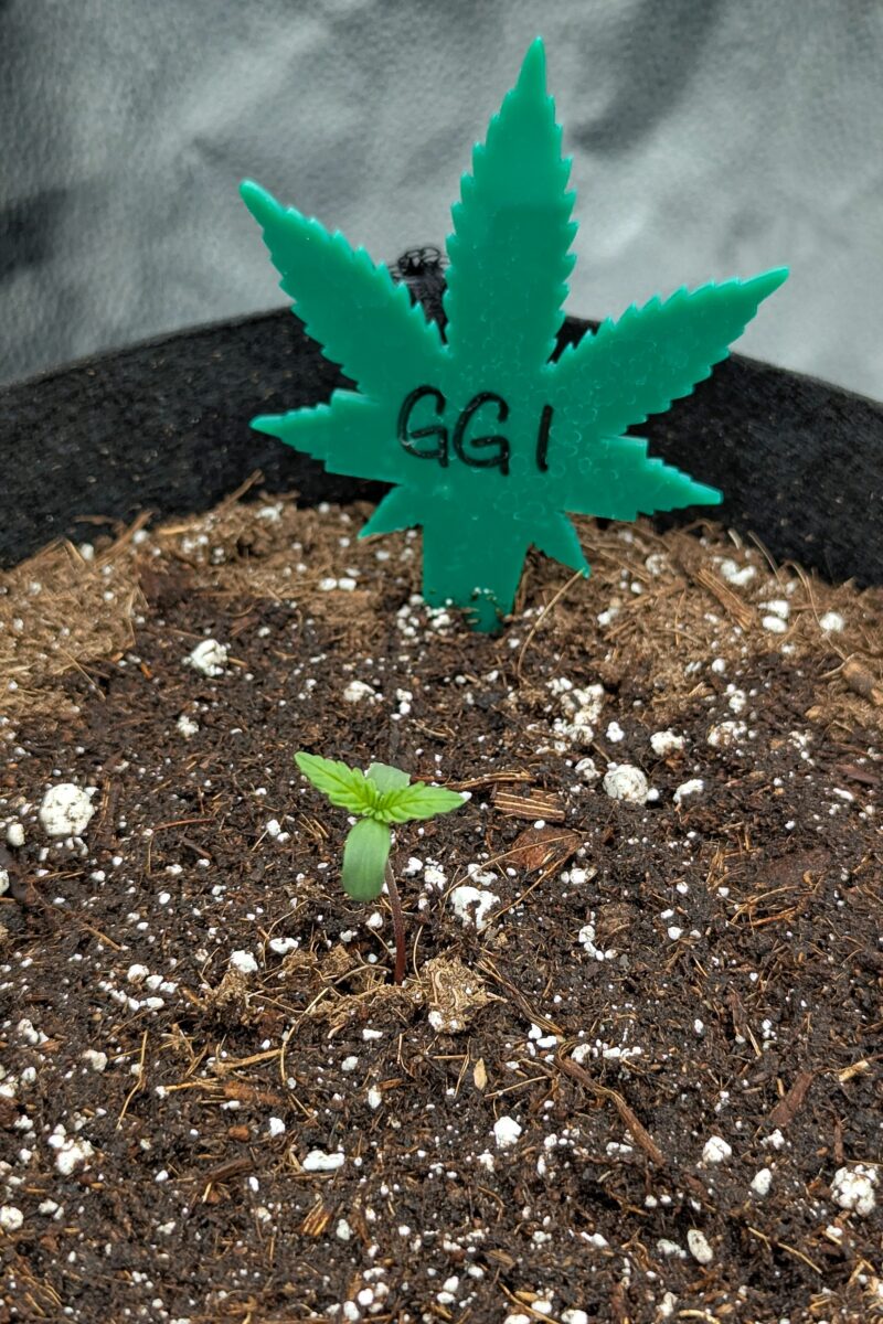 bbs-grow-diaries/week-528521-diary-528437-user-38149-68f9fc2d1c29d