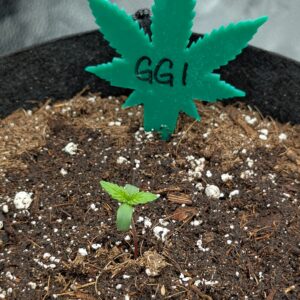 Germination Week - 0 - God’s Gift - 2