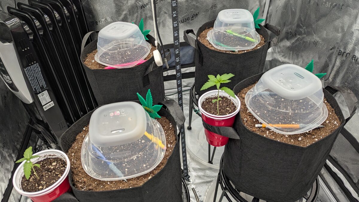 bbs-grow-diaries/week-528521-diary-528437-user-38149-68f9fc2f12509